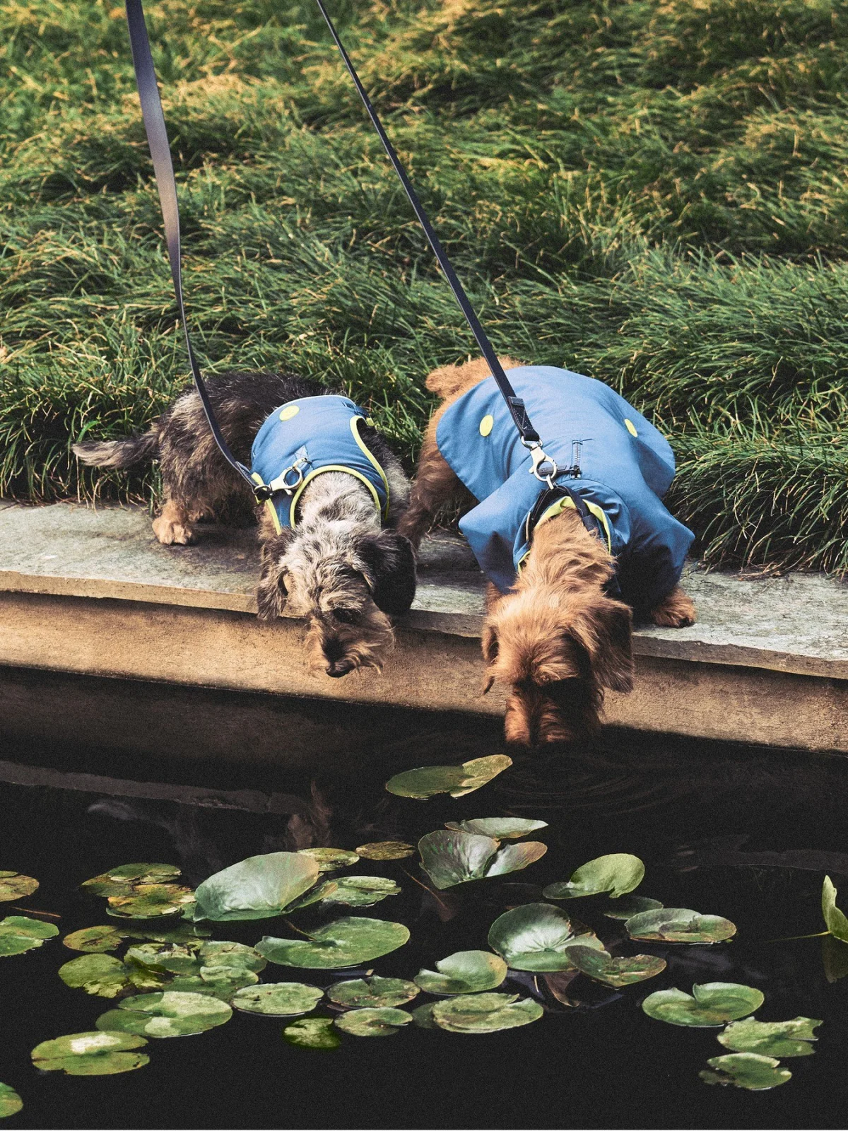 giorgio armani poldo dog couture новая коллекция коллаборация одежда аксессуары для животных питомцев одежда для собак