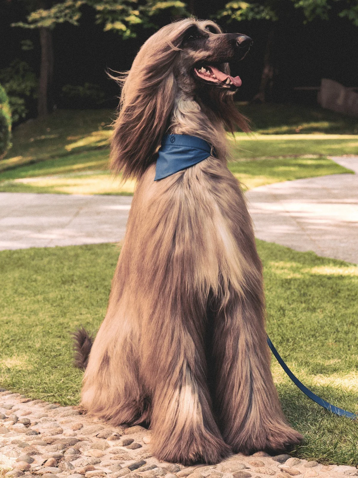 giorgio armani poldo dog couture новая коллекция коллаборация одежда аксессуары для животных питомцев одежда для собак