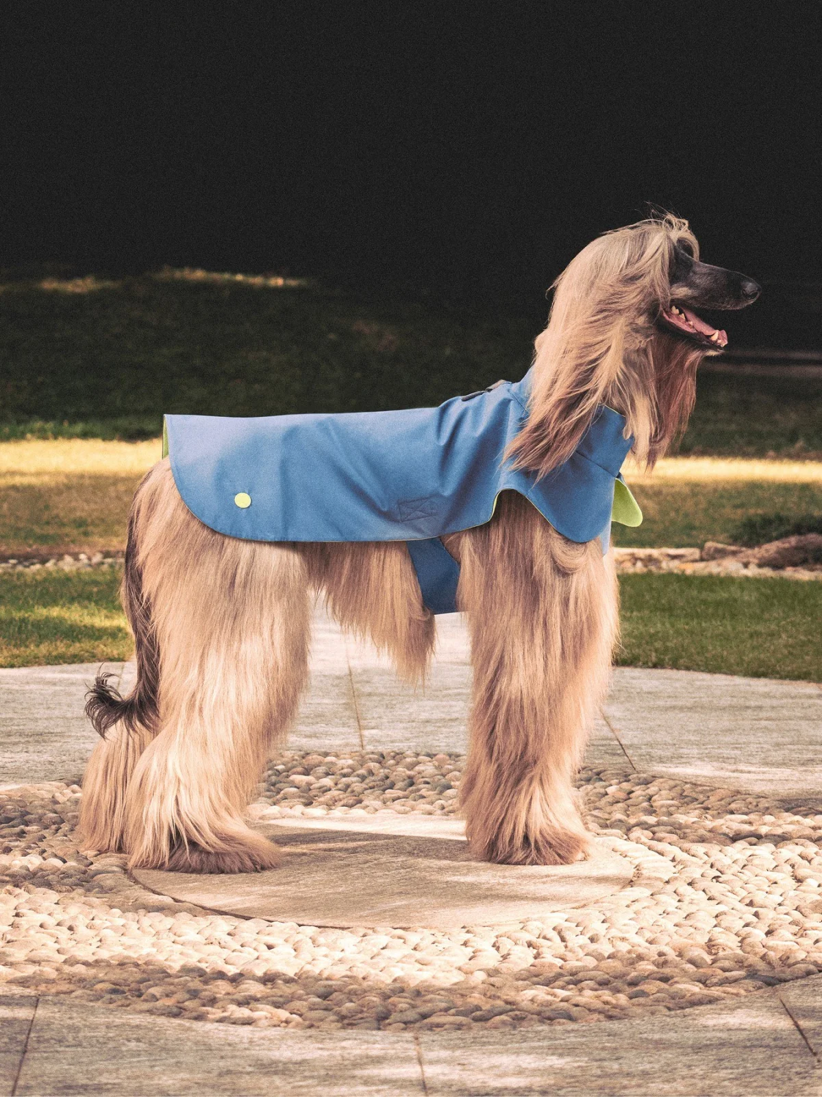 giorgio armani poldo dog couture новая коллекция коллаборация одежда аксессуары для животных питомцев одежда для собак