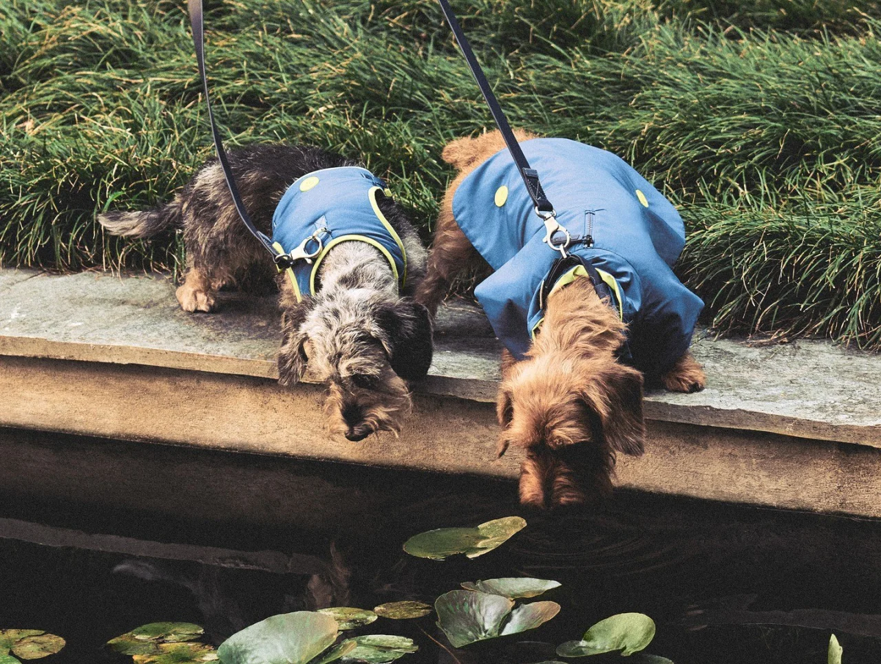 Питомцы и мода: Giorgio Armani и Poldo Dog Couture выпустили одежду для животных